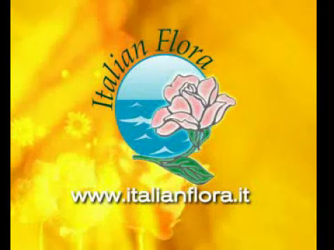Migliori servizi di spedizione floreale internazionale: come inviare fiori dall&#8217;Italia all&#8217;estero